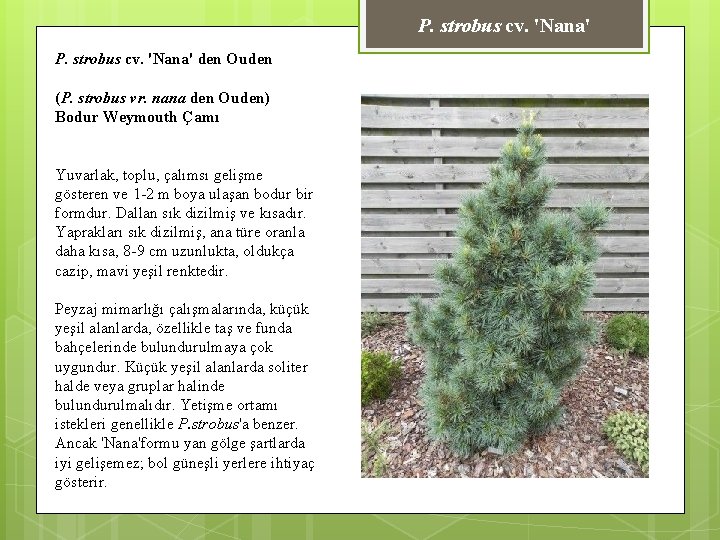 P. strobus cv. 'Nana' den Ouden (P. strobus vr. nana den Ouden) Bodur Weymouth