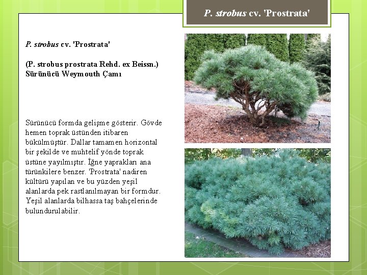 P. strobus cv. 'Prostrata' (P. strobus prostrata Rehd. ex Beissn. ) Sürünücü Weymouth Çamı