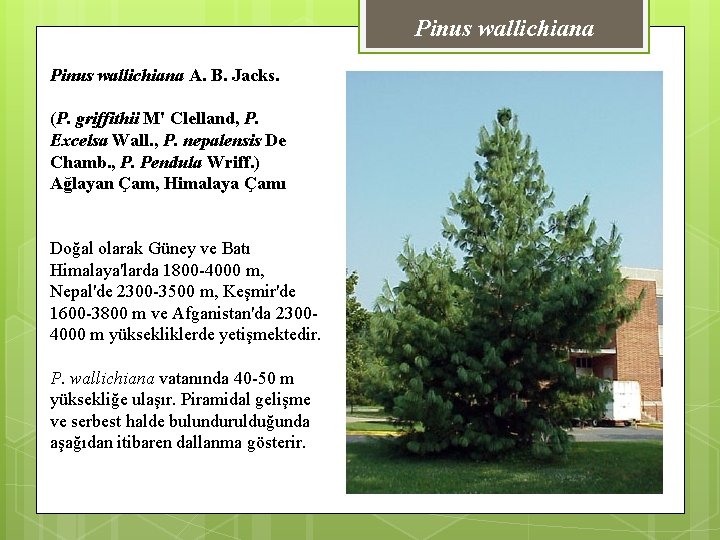 Pinus wallichiana A. B. Jacks. (P. griffithii M' Clelland, P. Excelsa Wall. , P.