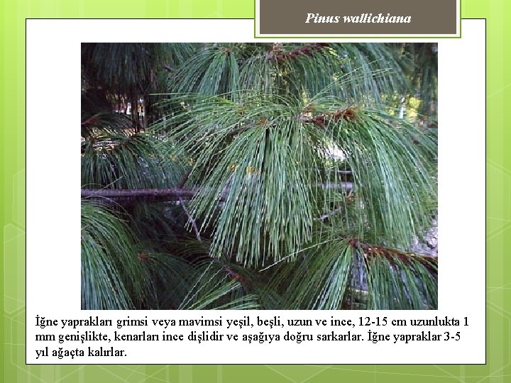 Pinus wallichiana İğne yaprakları grimsi veya mavimsi yeşil, beşli, uzun ve ince, 12 -15