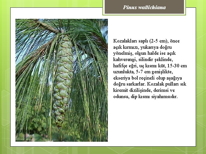 Pinus wallichiana Kozalakları saplı (2 -5 cm), önce açık kırmızı, yukarıya doğru yönelmiş, olgun
