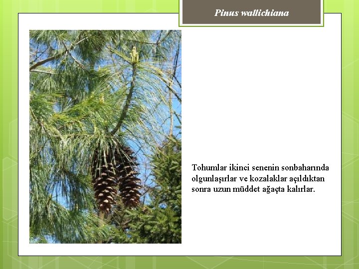 Pinus wallichiana Tohumlar ikinci senenin sonbaharında olgunlaşırlar ve kozalaklar açıldıktan sonra uzun müddet ağaçta