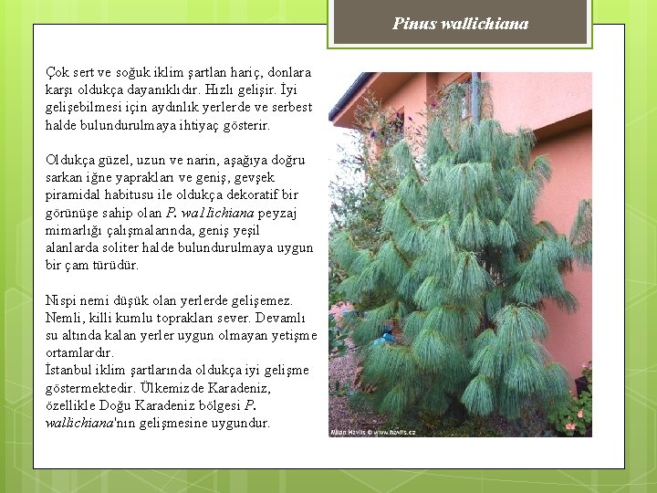 Pinus wallichiana Çok sert ve soğuk iklim şartlan hariç, donlara karşı oldukça dayanıklıdır. Hızlı