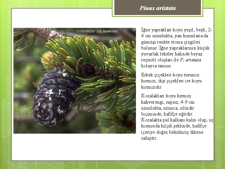 Pinus aristata İğne yaprakları koyu yeşil, beşli, 24 cm uzunlukta, yan kısımlarında gümüşi renkte