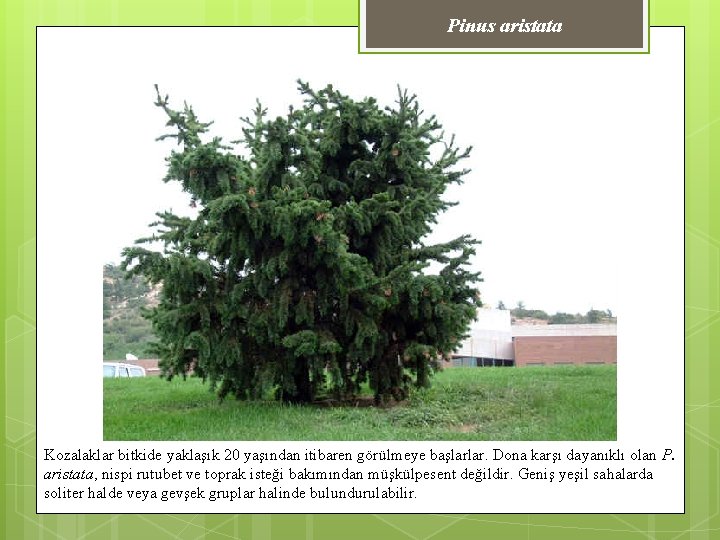 Pinus aristata Kozalaklar bitkide yaklaşık 20 yaşından itibaren görülmeye başlarlar. Dona karşı dayanıklı olan