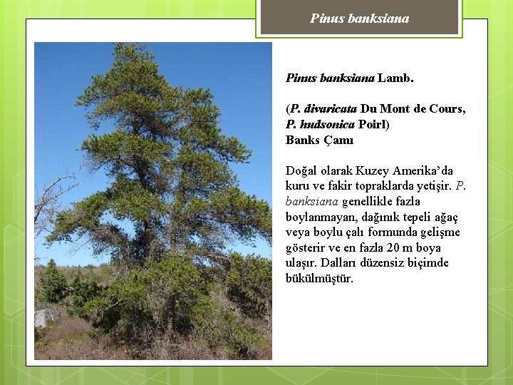 Pinus banksiana Lamb. (P. divaricata Du Mont de Cours, P. hudsonica Poirl) Banks Çamı