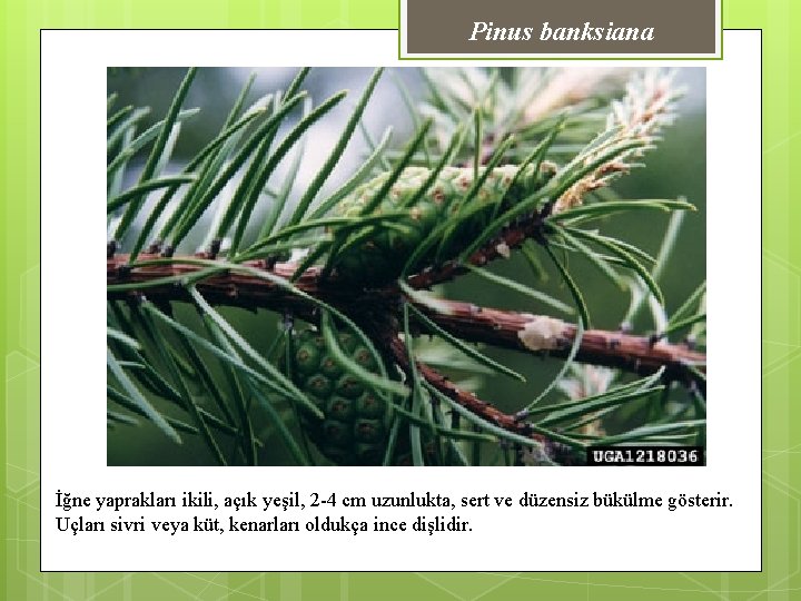 Pinus banksiana İğne yaprakları ikili, açık yeşil, 2 -4 cm uzunlukta, sert ve düzensiz