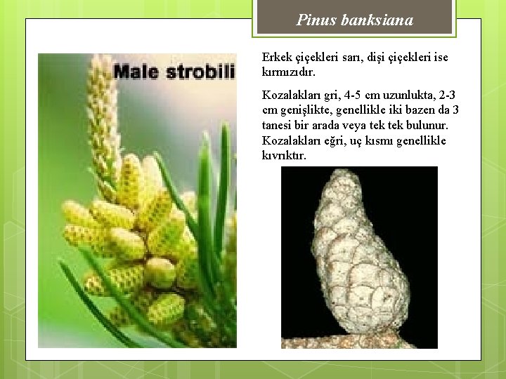 Pinus banksiana Erkek çiçekleri sarı, dişi çiçekleri ise kırmızıdır. Kozalakları gri, 4 -5 cm