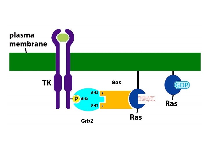 Sos SH 3 P SH 2 Grb 2 