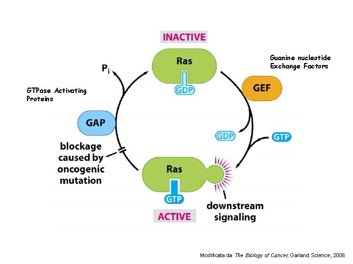 Guanine nucleotide Exchange Factors GTPase Activating Proteins Modificata da The Biology of Cancer, Garland