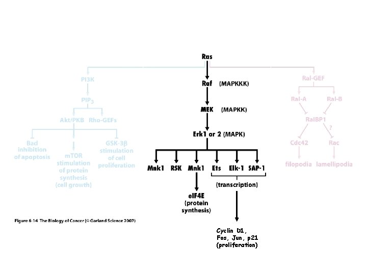 Cyclin D 1, Fos, Jun, p 21 (proliferation) 