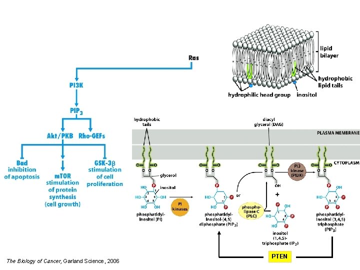 The Biology of Cancer, Garland Science, 2006 PTEN 