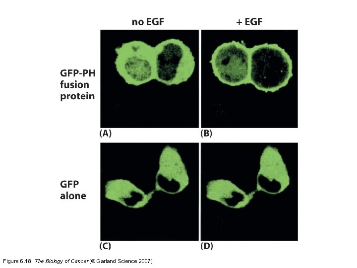 Figure 6. 18 The Biology of Cancer (© Garland Science 2007) 