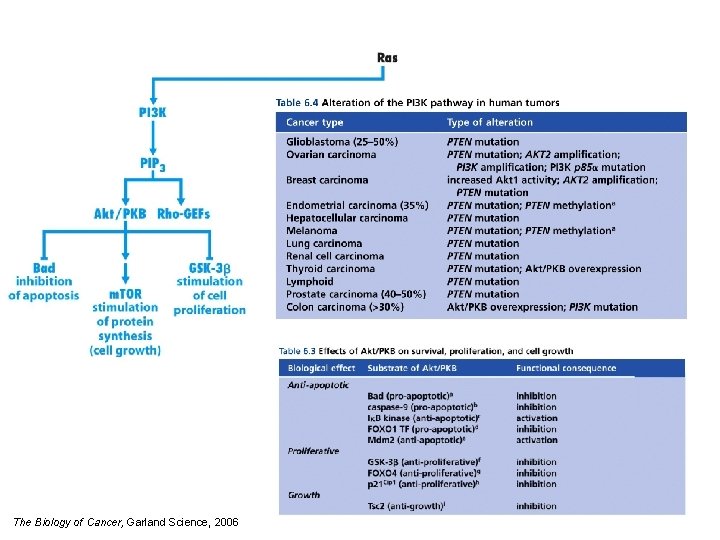 The Biology of Cancer, Garland Science, 2006 