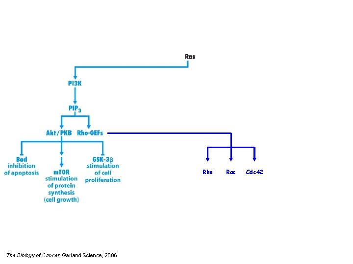 Rho The Biology of Cancer, Garland Science, 2006 Rac Cdc 42 