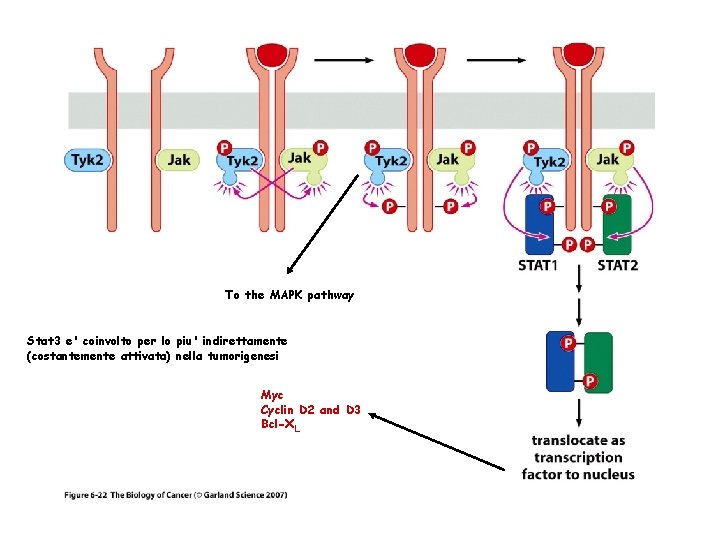 To the MAPK pathway Stat 3 e' coinvolto per lo piu' indirettamente (costantemente attivata)