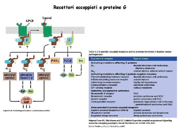 Recettori accoppiati a proteine G 