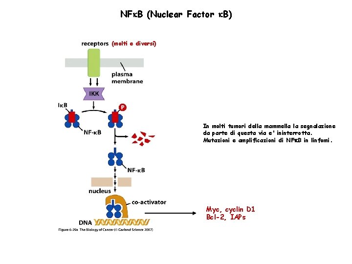 NF B (Nuclear Factor B) (molti e diversi) In molti tumori della mammella la