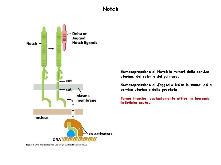 Notch Sovraespressione di Notch in tumori della cervice uterina, del colon e del polmone.