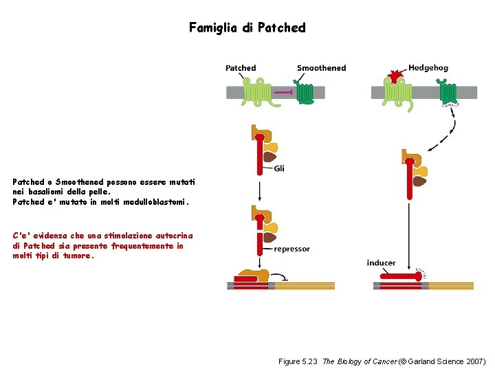 Famiglia di Patched o Smoothened possono essere mutati nei basaliomi della pelle. Patched e'