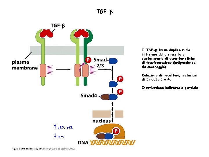 TGF- Il TGF- ha un duplice ruolo: inibizione della crescita e conferimento di caratteristiche