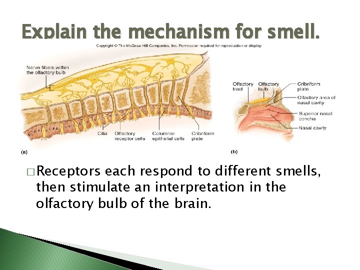 Explain the mechanism for smell. � Receptors each respond to different smells, then stimulate