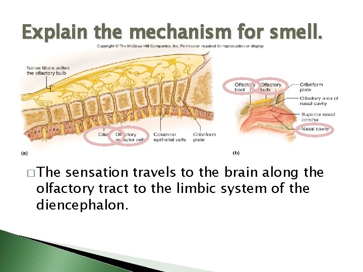 Explain the mechanism for smell. � The sensation travels to the brain along the