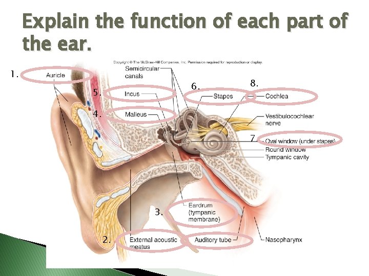 Explain the function of each part of the ear. 1. 6. 5. 8. 4.