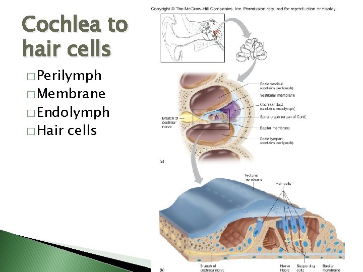 Cochlea to hair cells � Perilymph � Membrane � Endolymph � Hair cells 