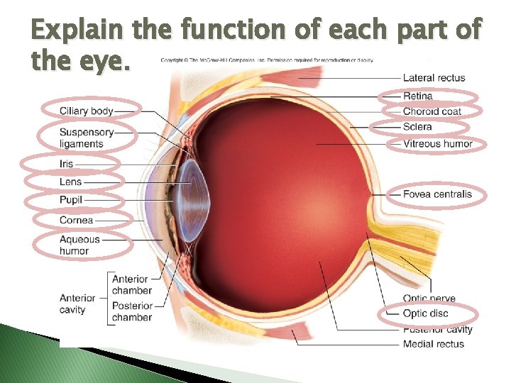 Explain the function of each part of the eye. 