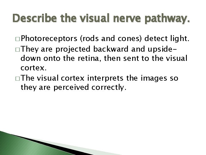Describe the visual nerve pathway. � Photoreceptors (rods and cones) detect light. � They