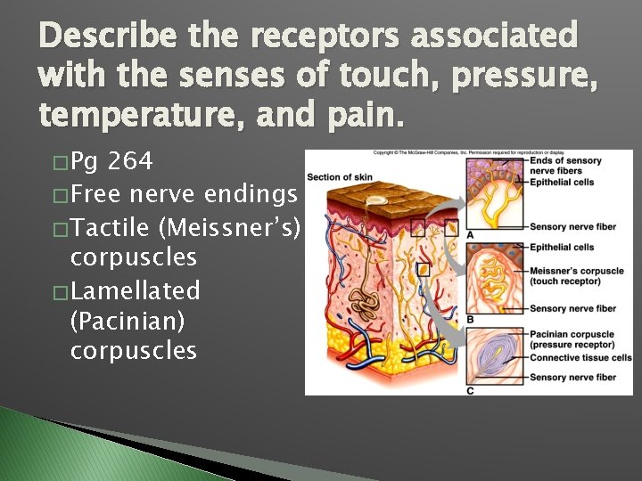 Describe the receptors associated with the senses of touch, pressure, temperature, and pain. �