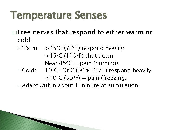 Temperature Senses � Free cold. nerves that respond to either warm or ◦ Warm:
