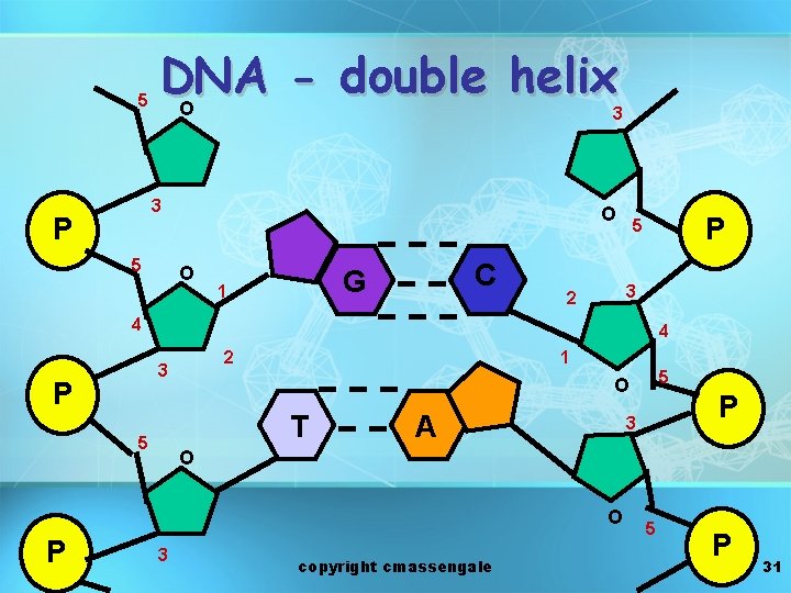 5 DNA double helix O 3 3 P 5 O O C G 1