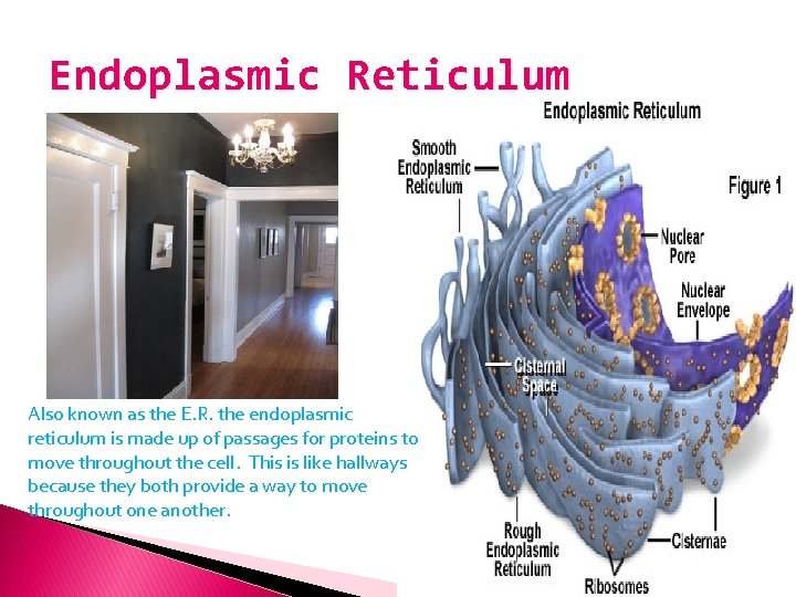 Endoplasmic Reticulum Also known as the E. R. the endoplasmic reticulum is made up