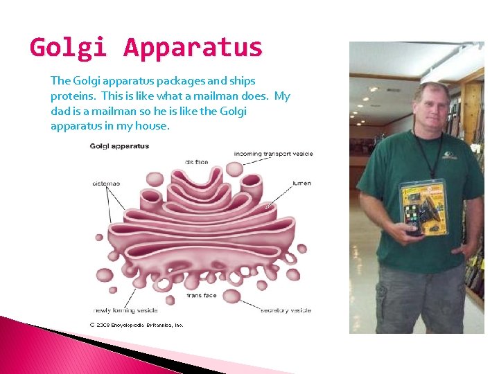 Golgi Apparatus The Golgi apparatus packages and ships proteins. This is like what a