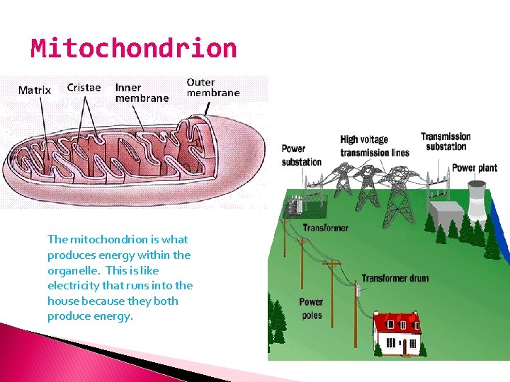 Mitochondrion The mitochondrion is what produces energy within the organelle. This is like electricity