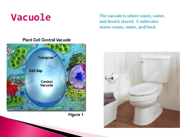 Vacuole The vacuole is where waste, water, and food is stored. A toilet also