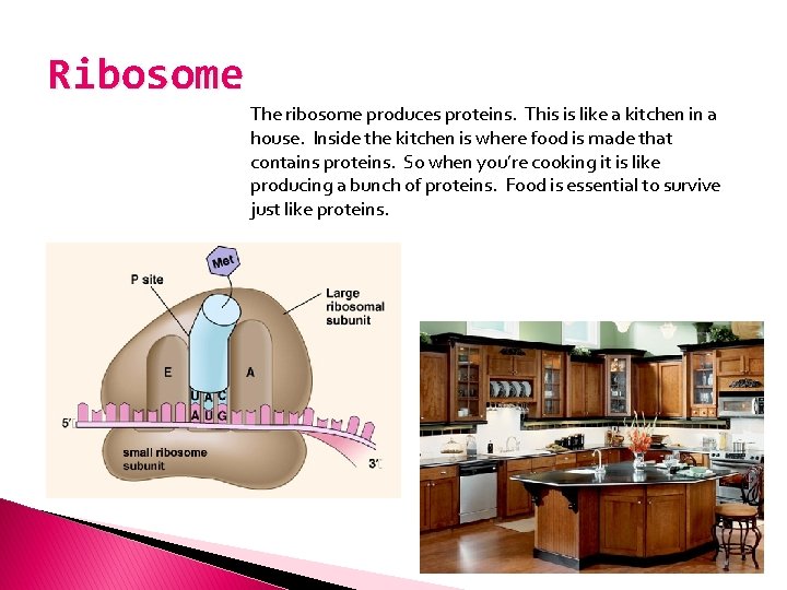 Ribosome The ribosome produces proteins. This is like a kitchen in a house. Inside