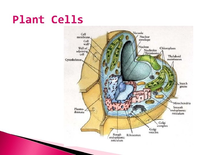 Plant Cells 