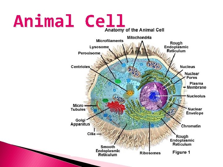 Animal Cell 