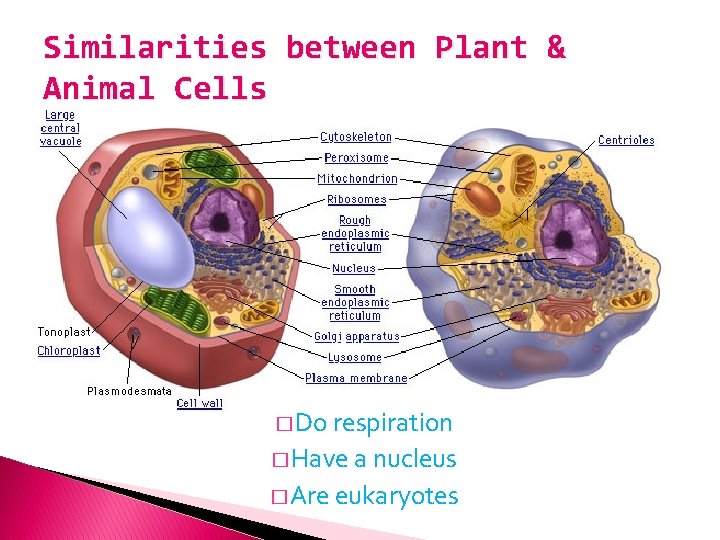 Similarities between Plant & Animal Cells � Do respiration � Have a nucleus �