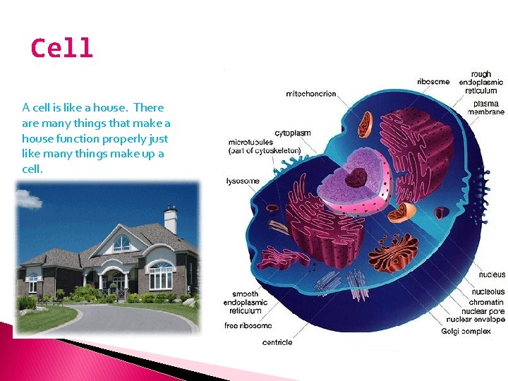 Cell A cell is like a house. There are many things that make a