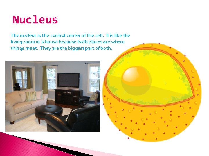 Nucleus The nucleus is the control center of the cell. It is like the