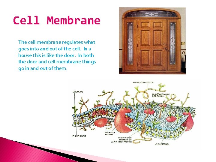 Cell Membrane The cell membrane regulates what goes into and out of the cell.