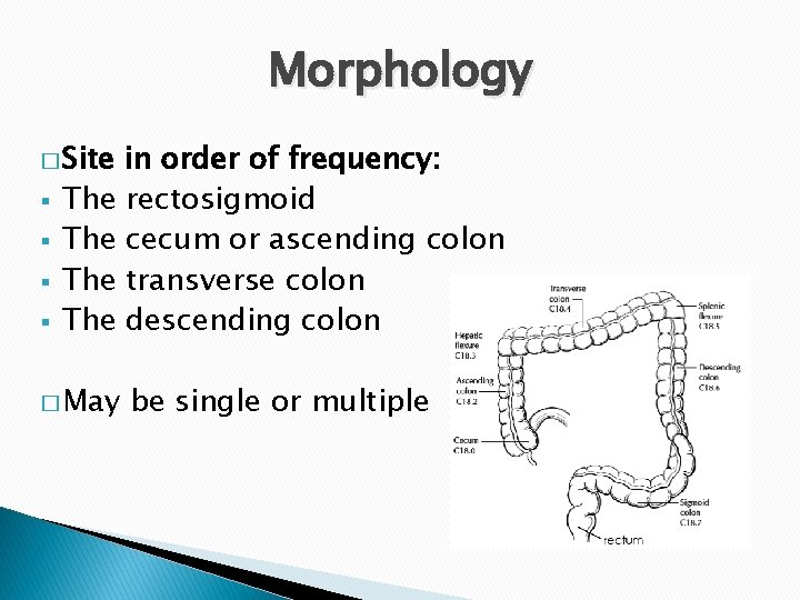 Morphology � Site § § in order of frequency: The rectosigmoid The cecum or Morphology � Site § § in order of frequency: The rectosigmoid The cecum or