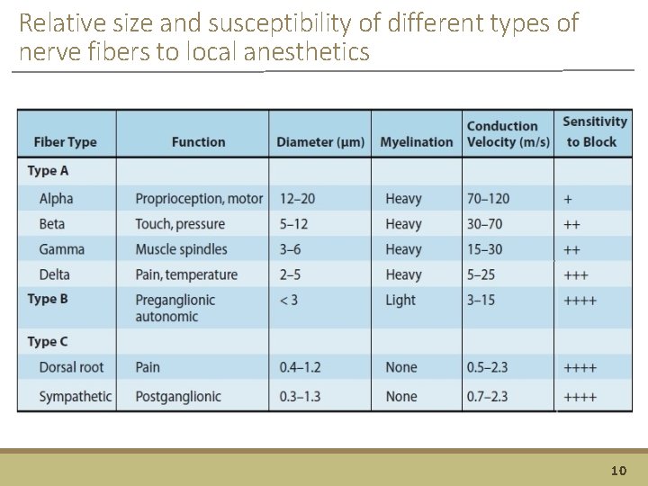 Relative size and susceptibility of different types of nerve fibers to local anesthetics 10