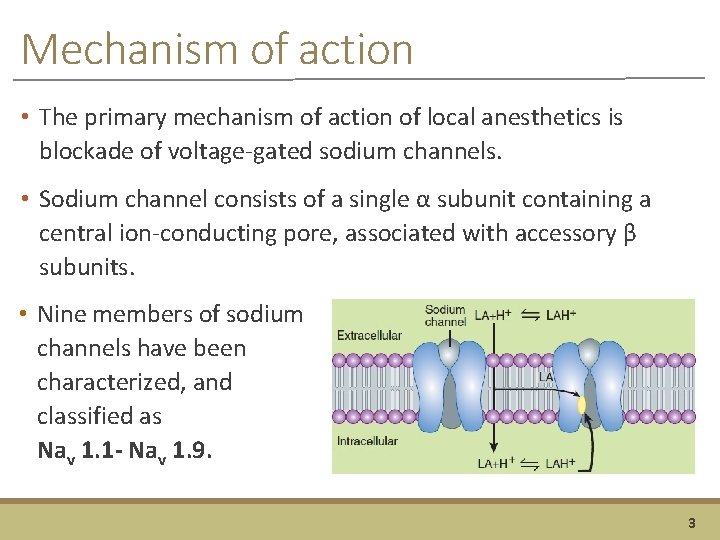 Mechanism of action • The primary mechanism of action of local anesthetics is blockade