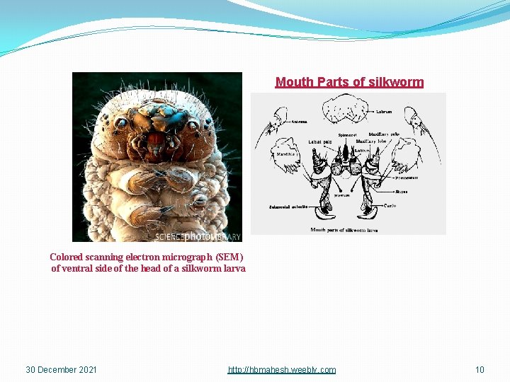 Mouth Parts of silkworm Colored scanning electron micrograph (SEM) of ventral side of the