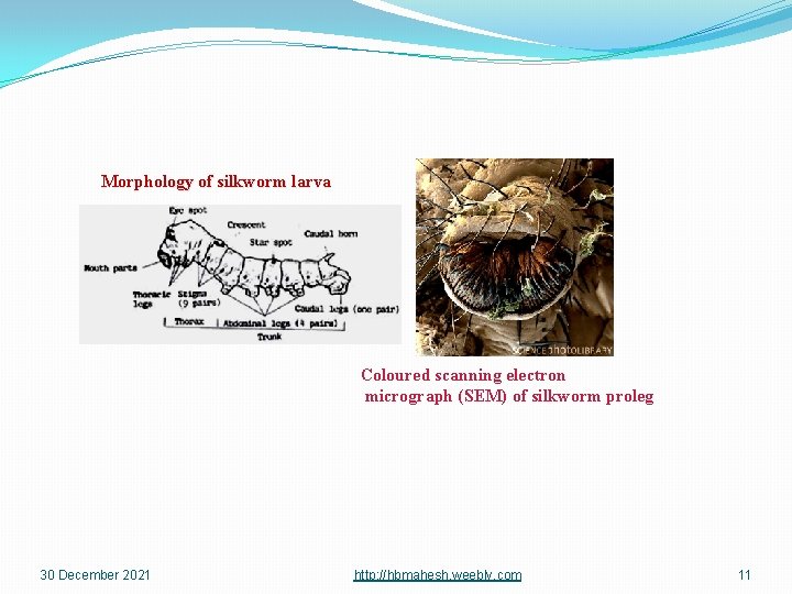 Morphology of silkworm larva Coloured scanning electron micrograph (SEM) of silkworm proleg 30 December